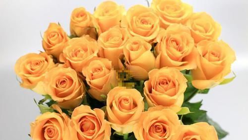 「艳丽」喜欢玫瑰,就优选“稀有玫瑰”假日公主,花开金光四射,格外艳丽