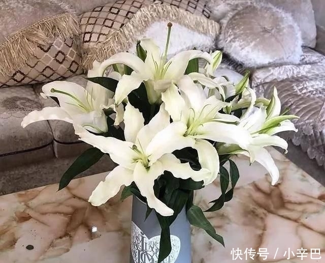 天使■喜欢白色?这五种“洁白花”不可错过,美如雪中天使