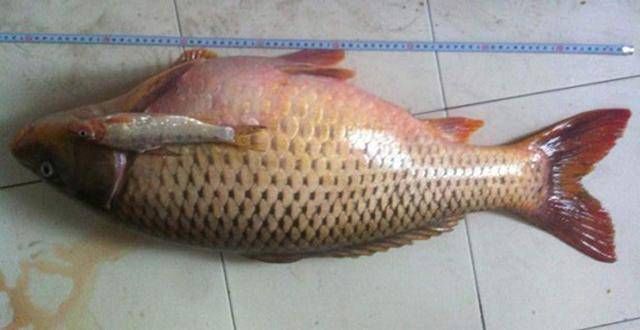  『不狠』窝料不狠渔获不稳！经济实惠的自制饵料搭配方法，你做的出来吗？