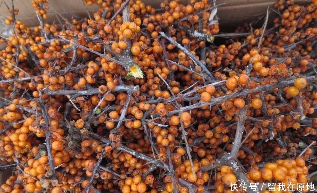  「沙棘果」农村渐渐消失的7大野果，越来越稀罕、难得，有的已经