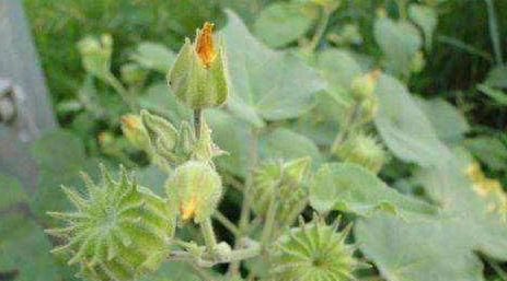 「杂草」这种植物你认识吗?看似是“杂草”,其实用途有很多!