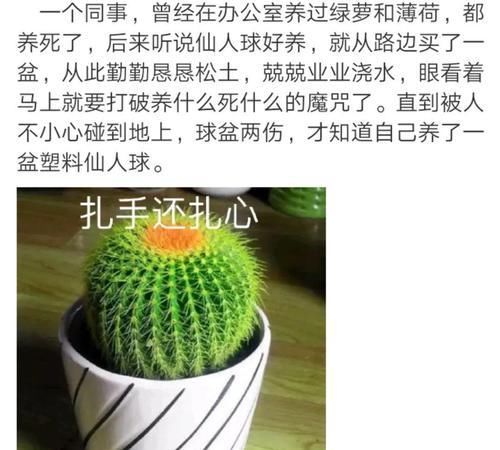  朱顶红：看见这花可别买，忍住，小心被忽悠，花钱买气受！
