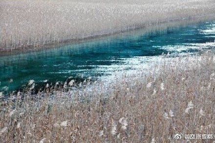 美极了!九寨沟芦苇开好了