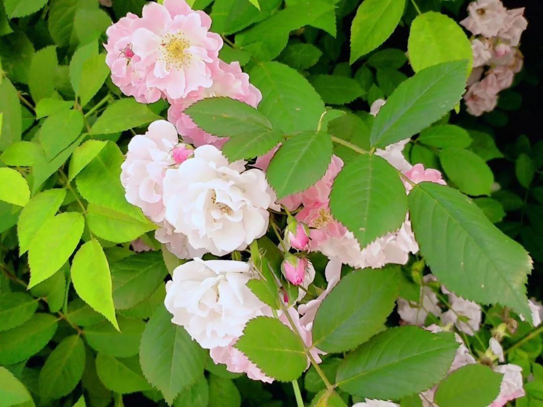  「打卡」蔷薇花开，待君归来|“云打卡”校园网红景点