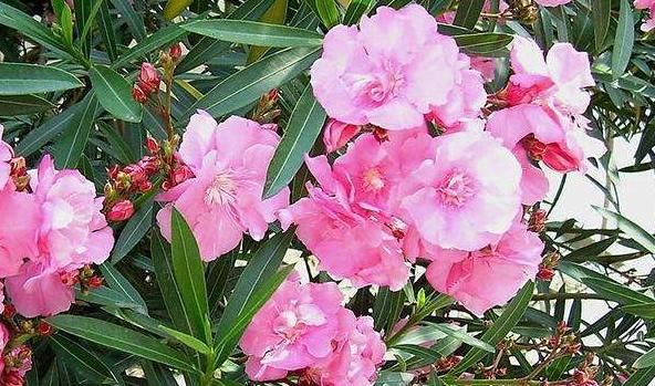 『不妨』家有小院,不妨养款灌木植物,沾土就活,花苞轻松爬满枝头,娇艳