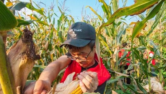  玉米@农民昨天卖完玉米，随手拍了一张价格单！收购价到底多少钱