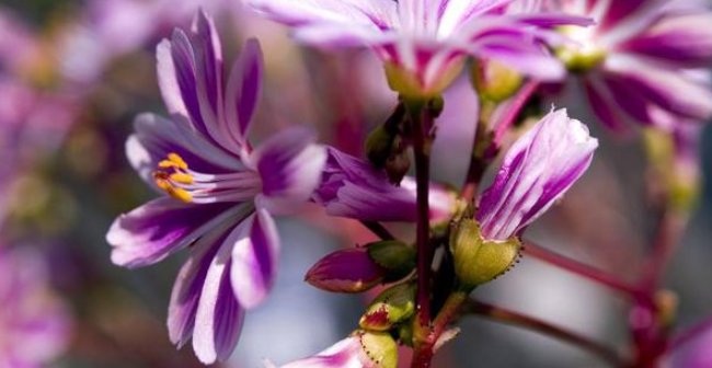 『露薇』颜值较高的露薇花,你得这样养护