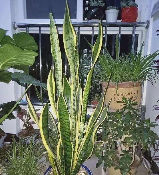 【舒适】卫生间''除异味''大招:放置3种绿植除臭,居家环境更舒适