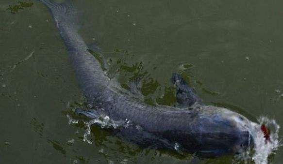  『水下』水下什么鱼，看鱼泡基本上八九不离十，鲤草鲫青鲢都能看出来