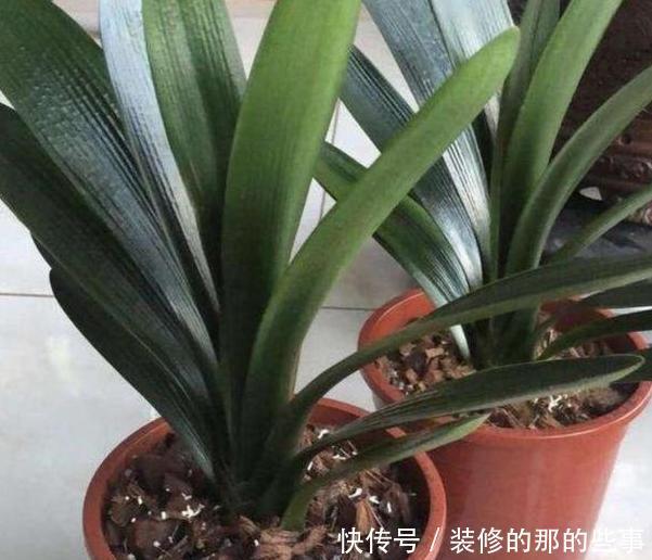 轻松|君子兰烂根怎么办?学会这种“操作”方法,轻松救活花开爆盆