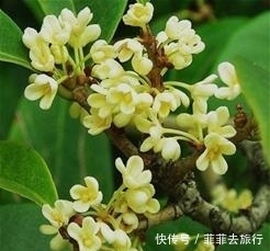 湖城上万余株桂花次第开放 赏完月亮赏桂花