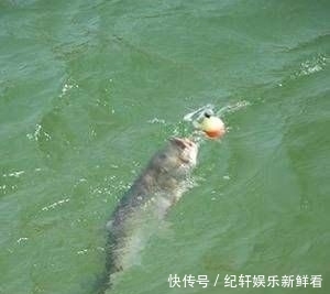  #漂和#空钩调漂和带饵调漂，哪种方法更好用？