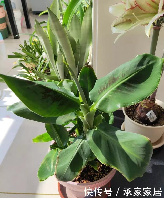 绿萝■能盆栽的迷你香蕉树,比绿萝还耐阴的花,叶子亮得像打蜡!