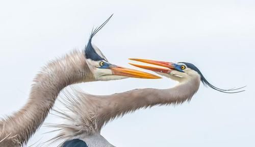 鸟还会“吐烟圈”？摄影师镜头下，鸟类的精彩瞬间