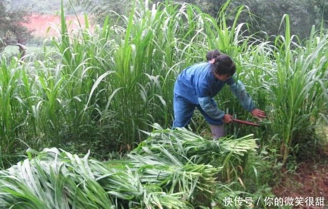 种一次每个月都能割，每亩能产2万棵，一条根能深入地下12米