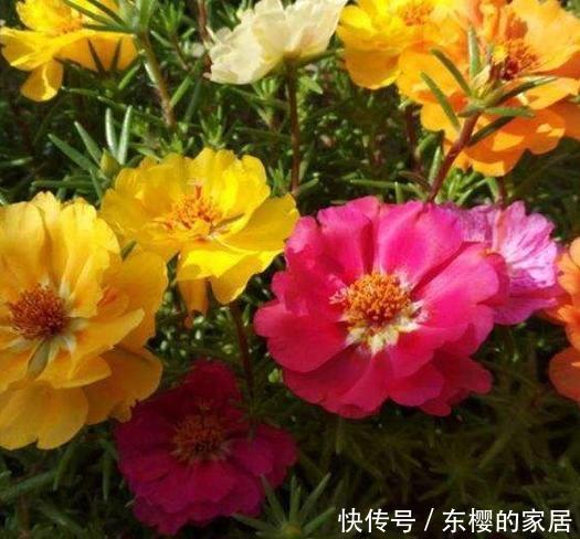  「喜欢」喜欢在家中养护花卉，就选3种花卉，开花量大，花期长，开花爆盆