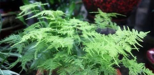  [植物]吊兰，文竹，发财树黄叶子，咔咔“剃光头”，两周绿叶长爆盆