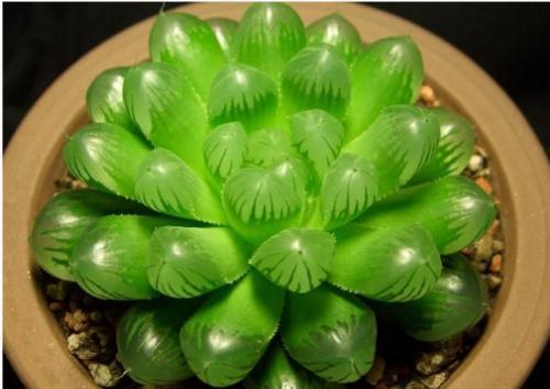  [光照]家里光照不好，也能养多肉植物，长得珠圆玉润，让人羡慕