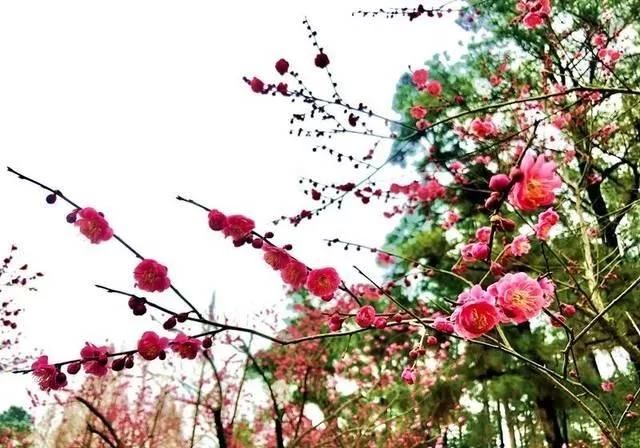 春天深呼吸,安吉来“氧”你!2020年三八女神节,可以来安吉旅游啦【2020热门旅游景点】