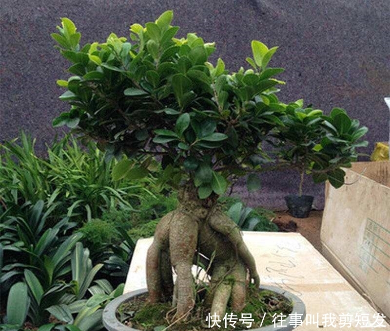 新一年就养“镇宅树”，家里好运连连，植物长得还旺！