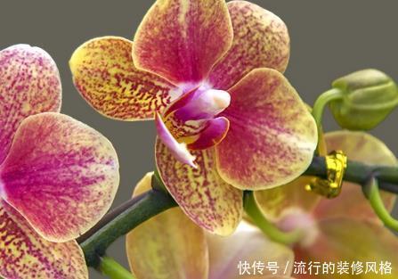  「技巧」家养蝴蝶兰总是养不好？学会这三个小技巧，轻松花开爆满盆