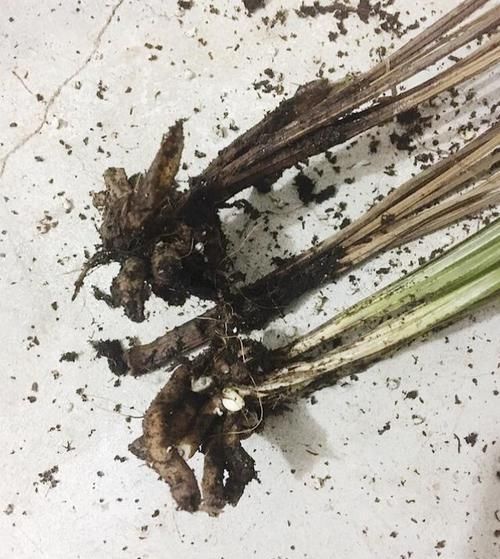  『惊喜不断』垃圾堆捡来烂根的兰花，水苔捂一捂，三个月全是水晶头，朋友羡慕