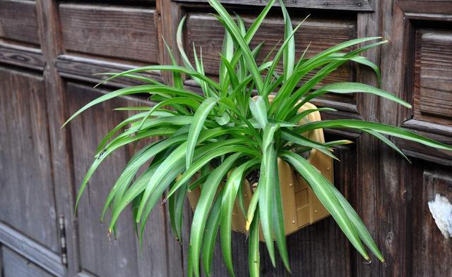  『种植物它』这几种绿植耐阴皮实，放在卫生间也能活，吸收废气净化空气