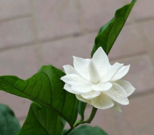  #养护#茉莉花怎么施对肥？用肥对了，枝繁叶茂开花爆，好多人做错