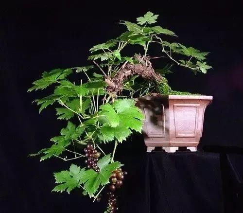  花盆@一个碗大的花盆，也能种出苹果树？别说，看着还挺诱人的！
