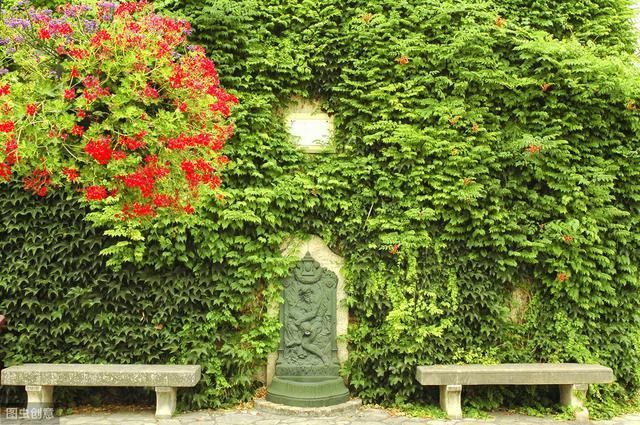  劣势■爬山虎在农村非常多见，为啥这几年种植的少了，老农说出