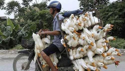  恢复|3只一百元，低价依旧卖不动，农民含泪：不是“野味”