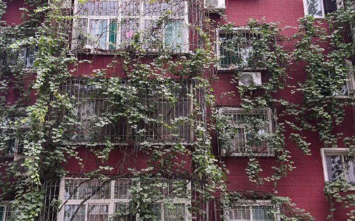 老奶奶二十五年前栽下葡萄，如今爬满五层楼，物业却说要剪掉