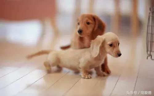 狗狗一点盐都不能碰？别听信谣言了！真相在这里！