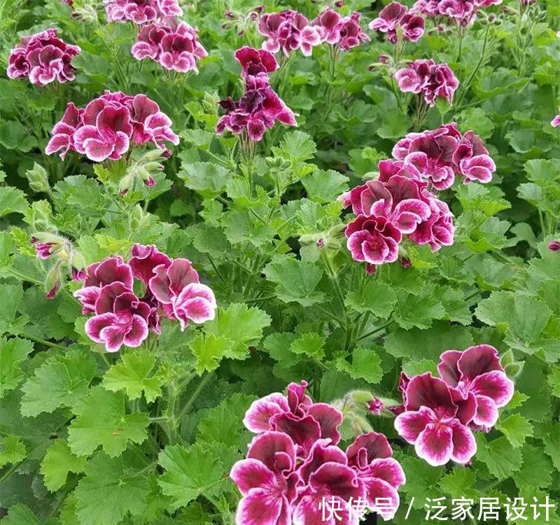 每种■110种天竺葵,每种都超美,看看你认识多少种?