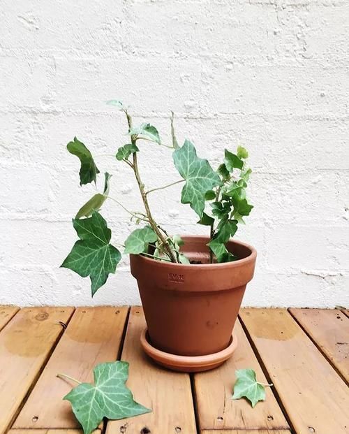  『家里』盆栽常青藤养在家里特容易叶黄，枝条不断干枯，做好两点可解决