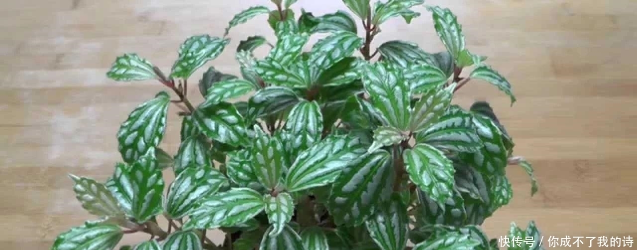 适合|可以给室内增湿的几种植物,很适合养在家里