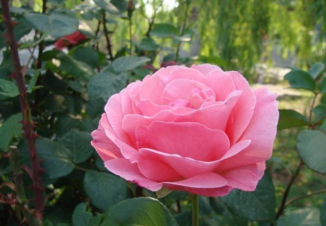 『漂亮』养花就养盆开花漂亮的,花大色艳非常美丽,谁养谁喜欢,婀娜多姿