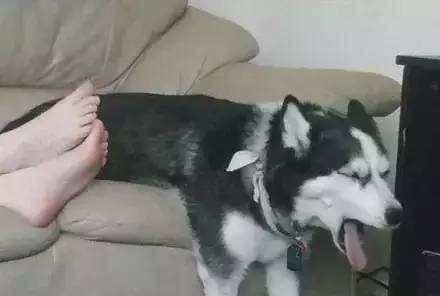 信号:狗狗这些情况,不是在卖萌而是在“喊救命”,你收到了吗?