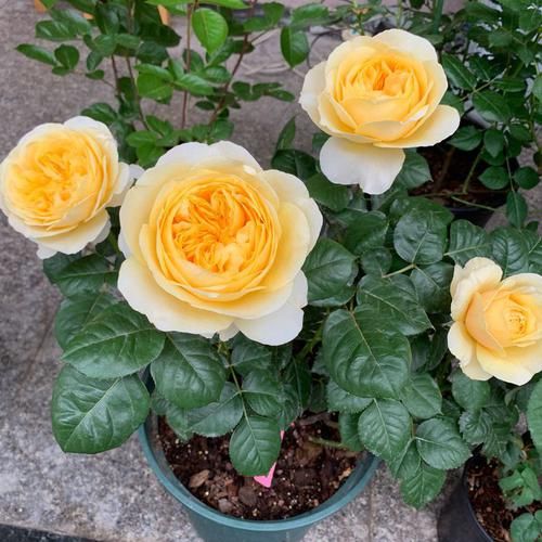  #盆栽#国外超流行的盆栽，全年开花，花香四溢，好看又好养，很值得入手