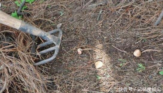 大爷在草堆里发现一堆“白色石头”，仔细辨认后，笑得合不拢嘴