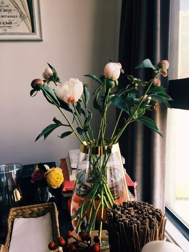  『贴士』【养护贴士】重瓣芍药