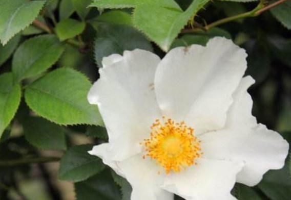  『花苞』金樱子在家养，学会“修修补补”，花苞才能上百朵，花一开就半年