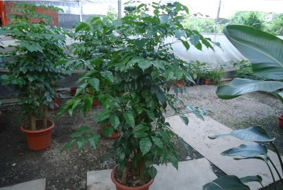  适合送给：“富贵花”长得漂亮寓意好，新年养上一盆，喜庆又吉利