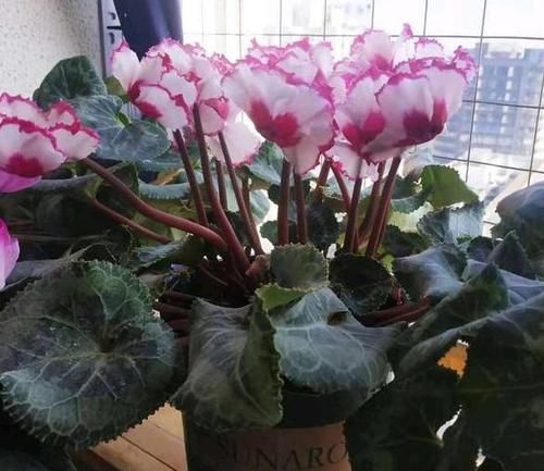  『适合』3种植物花期贼长，最适合室内盆栽赏花，好看好养好爆盆