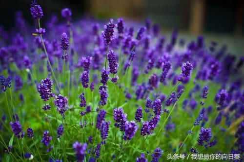 今年流行电光紫？看一下电光紫下的各路明星，热巴简直不要太妖娆