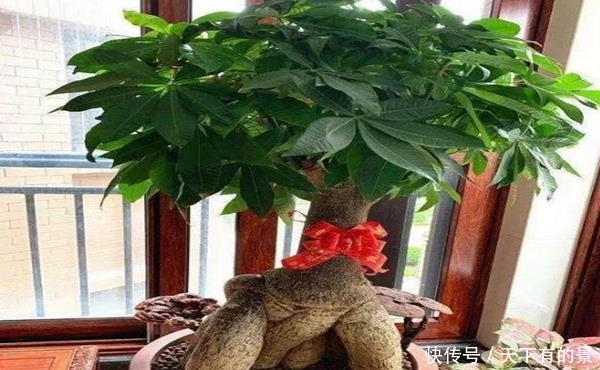  「么就会出现」如何让发财树枝繁叶茂？专业人士传授技术，果然不同凡响！
