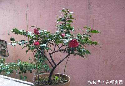 『枝条』茶梅什么时候修剪