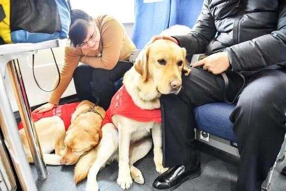 盲人夫妇携导盲犬乘高铁 列车长乘警关爱服务赢点赞