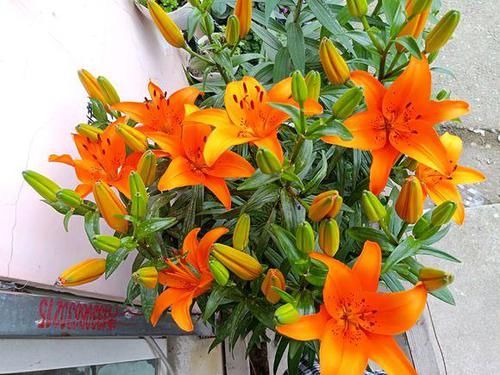 #小球#这些香香花,有长寿命,只要种一次,开花几十年,爆满小球球
