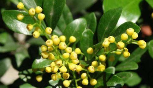  『花苞』家养“米兰花”，做好三个前奏，枝繁叶茂，开花数量多！